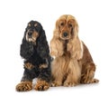 English Cockers Spaniels Royalty Free Stock Photo