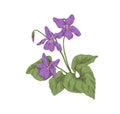 English common wood violet, garden blossomed flower. Botanical drawing of wild floral plant. Realistic Viola odorata in Royalty Free Stock Photo