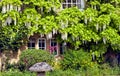 English cottage with white wisteria climbing wall