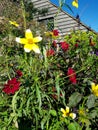 An English country garden with bright flowers in front of a weather board cottage. Royalty Free Stock Photo