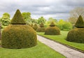 An English country garden with rounded topiary bushes with a conical top