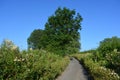 English country lane, diminishing perspective