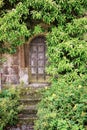 Old Weathered Wooden Door overgrown with lush vines Royalty Free Stock Photo