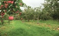 English countryside apple orchard Royalty Free Stock Photo