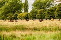 English countryside with brown cows grazing Royalty Free Stock Photo