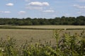 English Countryside, Holmer Green, Buckinghamshire