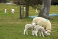 The English countryside - lambs, sheep and cricket