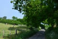 Country lane in late spring, Dorset England