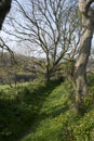 English countryside spring; a footpath up a holloway between winter trees, spring wildflowers and hedges Royalty Free Stock Photo