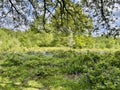 English countryside in spring Royalty Free Stock Photo