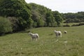 Three lambs standing in a field in Northamptonshire on a sunny summer`s day Royalty Free Stock Photo