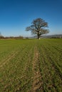 English Countryside , Warwickshire,UK in late winter