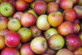 English Cox apples. Royalty Free Stock Photo