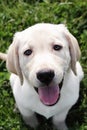 English Cream Labrador-Golden Retriever Royalty Free Stock Photo