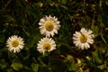 Four English daisy weed flowers