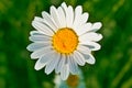 English daisy / Bellis perennis