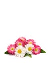 English daisy Bellis perennis on a white background with space for text