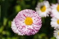 Pink daisy pomponette flower close up on blurred natural background