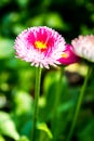 English daisy flower in chiangmai Thailand Royalty Free Stock Photo