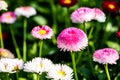 English daisy flowers in chiangmai Thailand Royalty Free Stock Photo