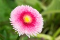 English Daisy Pink Pom Pom Flower.