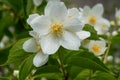 English dogwood, Philadelphus coronarius