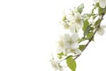 English dogwood or sweet mock-orange Philadelphus coronaries Royalty Free Stock Photo