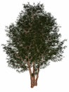 English or European yew, taxus baccata tree - 3D Royalty Free Stock Photo