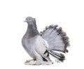 English Fantail pigeon against white background