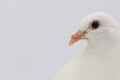 English Fantail pigeon , beautiful white pigeon