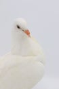 English Fantail pigeon , beautiful white pigeon