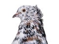 English Fantail pigeon close up against white background