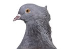 English Fantail pigeon, close up against white background