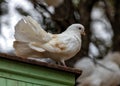 English Fantail Pigeon (Columba livia domestica) Outdoors