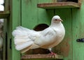 English Fantail Pigeon (Columba livia domestica) Outdoors