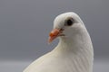 English Fantail pigeon isolated, beautiful white pigeon