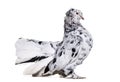 English Fantail pigeon portrait against white background
