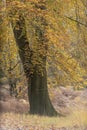 An english forest autumnal scene