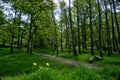 English Forest in Spring
