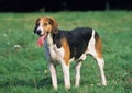 ENGLISH FOXHOUND, ADULT STANDING ON GRASS