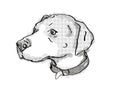 English Foxhound Dog Breed Cartoon Retro Drawing