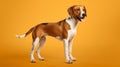 English Foxhound