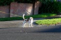 English Foxhound dog on leash