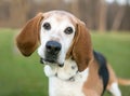 An English Foxhound dog listening with a head tilt