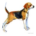 English Foxhound. watercolor hunting dog breed clipart