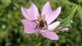 Bumble bee gathers pollen from a flower