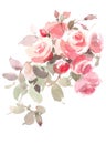 English Garden Roses Watercolor Flowers Illustration Hand Painted Royalty Free Stock Photo