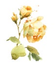 English Garden Roses Watercolor Flowers Illustration Hand Painted