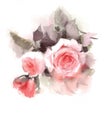 English Garden Roses Watercolor Flowers Illustration Hand Painted Royalty Free Stock Photo