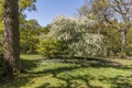 Quaint English cottage garden in spring with a variety of plants and flowers Royalty Free Stock Photo